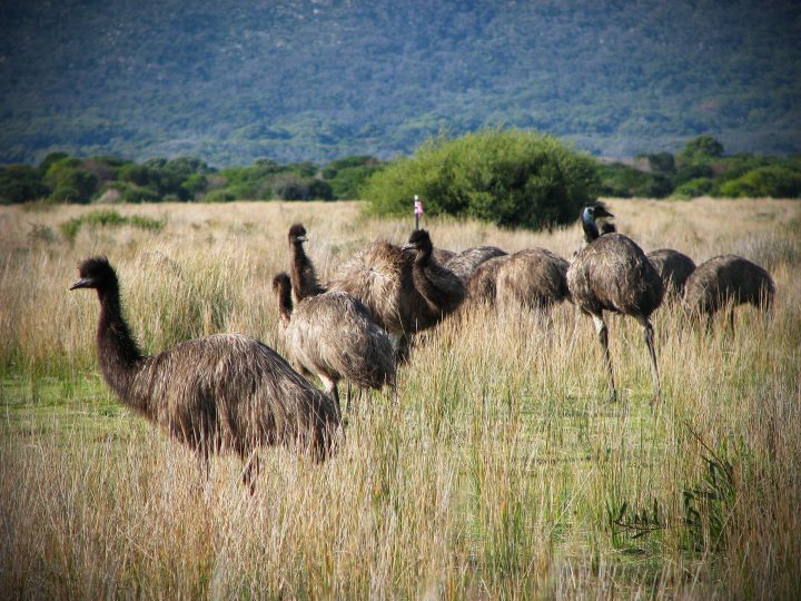 Emus